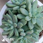 Pachyphytum Artisto Cluster