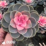 (Chemically Variegation)Echeveria Red Heart Lotus