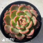 Echeveria Red Phoenix