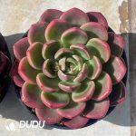 Echeveria Jade Pool Fairy