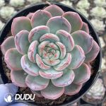 Echeveria Fat Red Phoenix