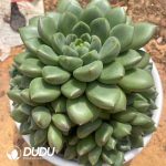 Echeveria Fat Ivory Clustering