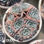 Echeveria Blue Stone Lotus Clustering