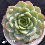 Echeveria Baby Green