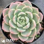 Echeveria Fat Jade Pool