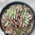 Echeveria Peach Blossom Spring Cristata