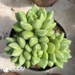 Echeveria Ivory Clustering