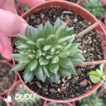 Echeveria Plato Cristata