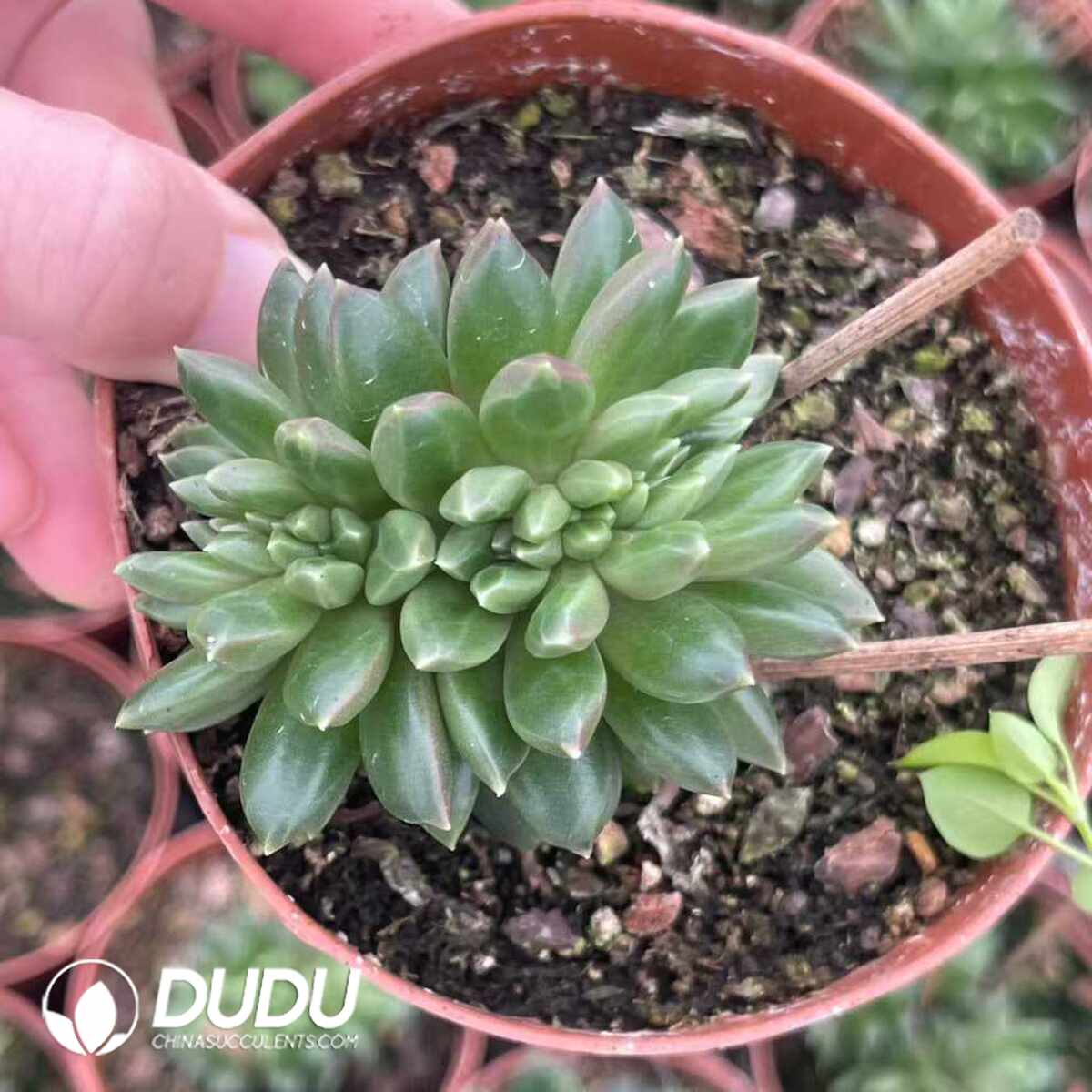 e201-1533.jpg Echeveria Plato Cristata - Image 1