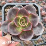 Echeveria Hime Rose
