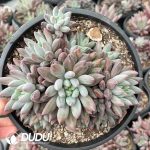Pachyphytum Yo-yo Clustering
