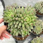 Pachyphytum Yanzi Clustering