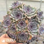 Echeveria Blueenchantress