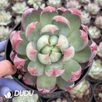 Echeveria Agavoides Casio