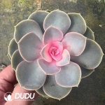 (Chemically Variegation)Echeveria Purple Pearl Variegated