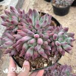 Pachyphytum Quicksand Poppy