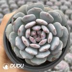 Echeveria Star Orange