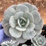 Echeveria Milk Tea