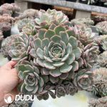 Echeveria Egeria Clustering