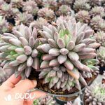 Pachyphytum Cherry Clustering