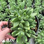 Pachyphytum Mango Milk Clustering