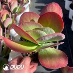 Kalanchoe Thyrsiflora