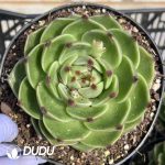 Echeveria Blue Gragon