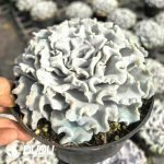 Echeveria White Madiba