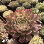 [RTS]Echeveria Ice Moon Variegated