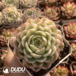 Echeveria Jasmine Variegated