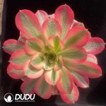 Aeonium Roseolady