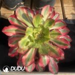 Aeonium Rubensaga