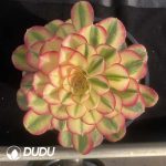 Aeonium Litchi