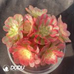 Aeonium Litchi Clustering