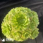 Aeonium Jadeite Glass Wide