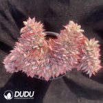 [RTS]Echeveria Moon Goddess Cristata