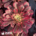 21pcs Aeonium Red Copper Pot White variegated Seedlings