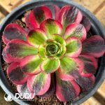Aeonium Good Fortune