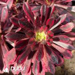 21pcs Aeonium Flame Spirit Seedlings