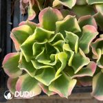 21pcs Aeonium River Stone Seedlings