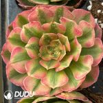 21pcs Aeonium Litchi Seedlings