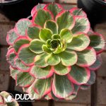 Aeonium Neptune