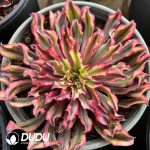 Aeonium Graceful Princess