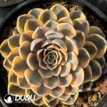 Echeveria Burger variegated