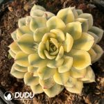 [RTS]Echeveria Moon Fairy Variegated