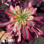 Aeonium Red Copper Pot White variegated