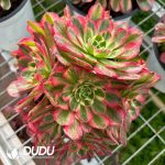 Aeonium Aquaman Cristata