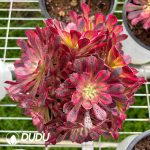 Aeonium Red Copper Pot White variegated Clustering
