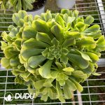 Aeonium Mung bean Clustering