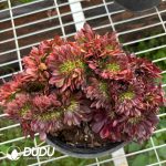 Aeonium Lunachan Cristata